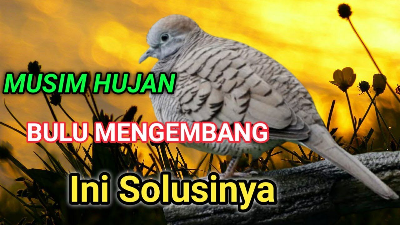 cara merawat perkutut di musim hujan