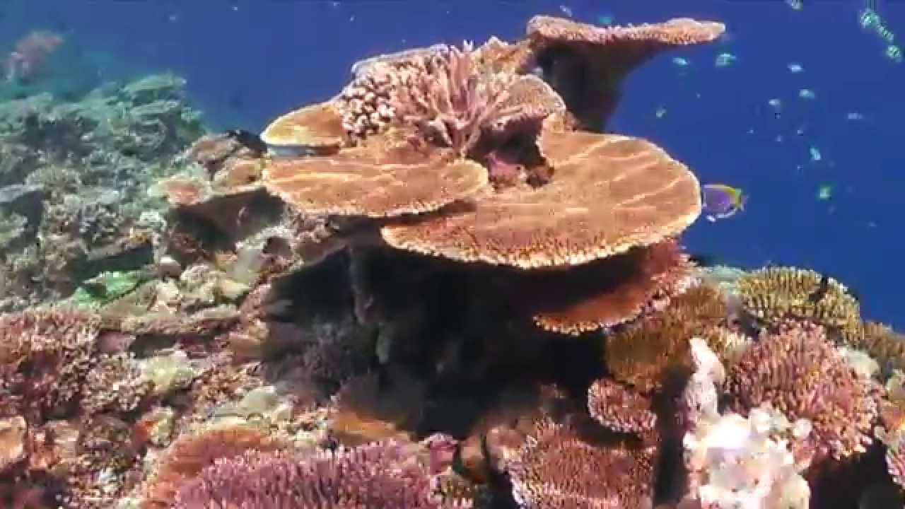 Maldives ASDU 2012