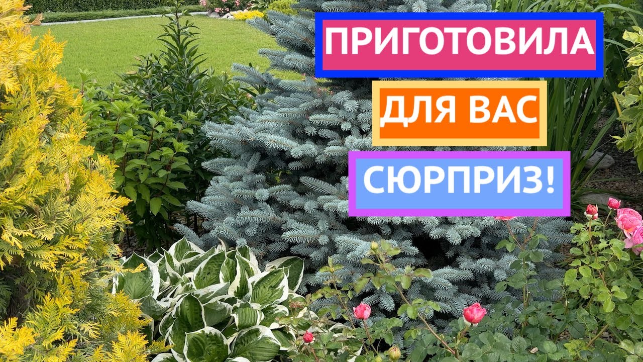 Как преобразить участок, если всё уже посажено !