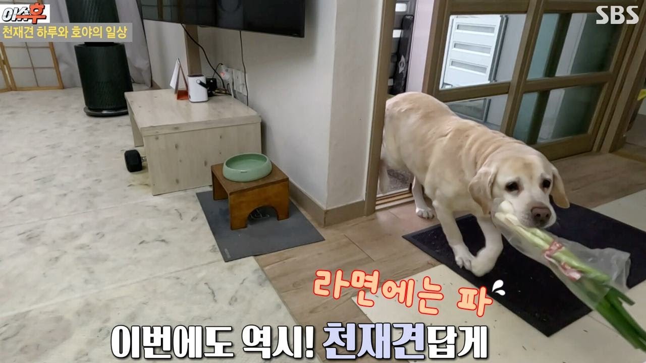 리트리버랑 살면 라면 먹고 갈래? 가 가능한 이유 ㅋㅋㅋ feat. 모닝와이드