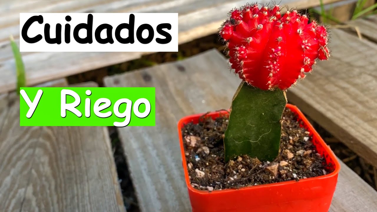 Cómo cuidar mi INJERTO | Desierto Verde