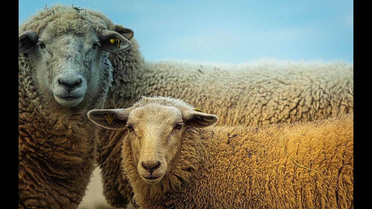 Cría de Ovejas en Buenos Aires 🐑 | Ganadería Ovina - Alimentos y Regiones