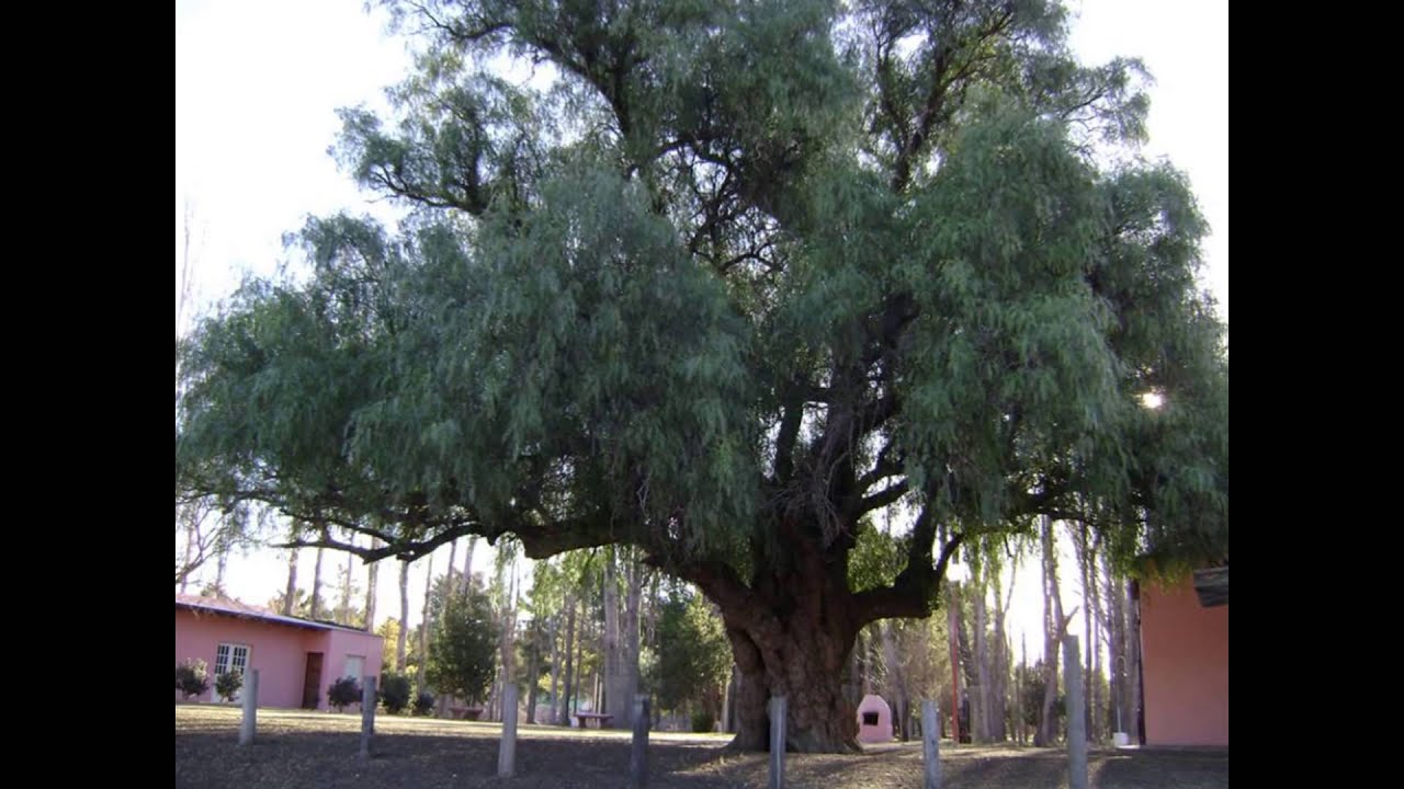 Imagenes de la Ciudad de Gral Daniel Cerri