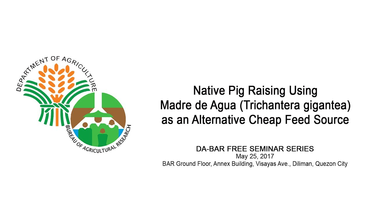 Native Pig Raising Using  Madre de Agua (Trichantera gigantea) as an Alternative Cheap Feed Source