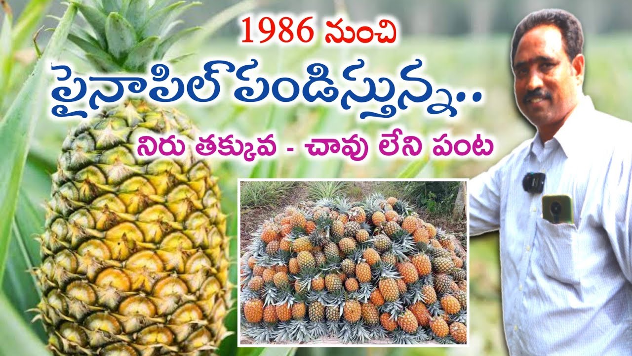 Pineapple Cultivation | పైనాపిల్ పండిస్తున్న బాగుంది | Pineapple Farm & Harvest | Shiva Agri Clinic