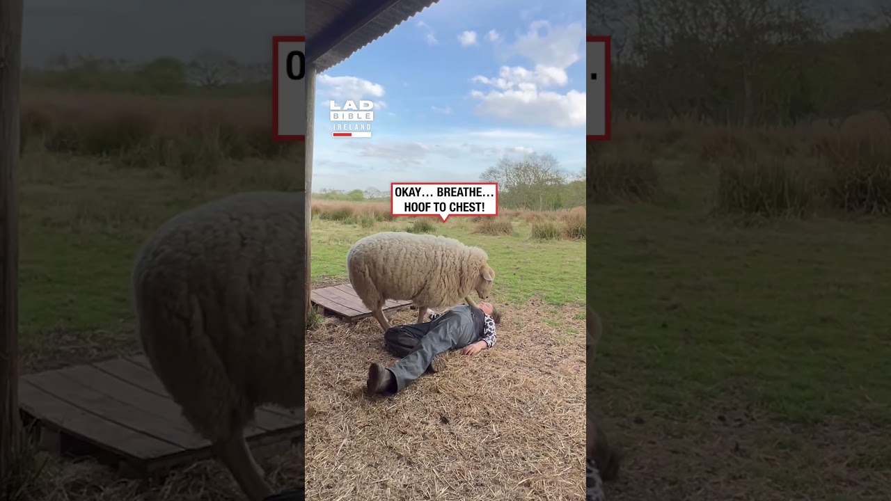 Sheep Wakes Up Owner After Fake Rescue