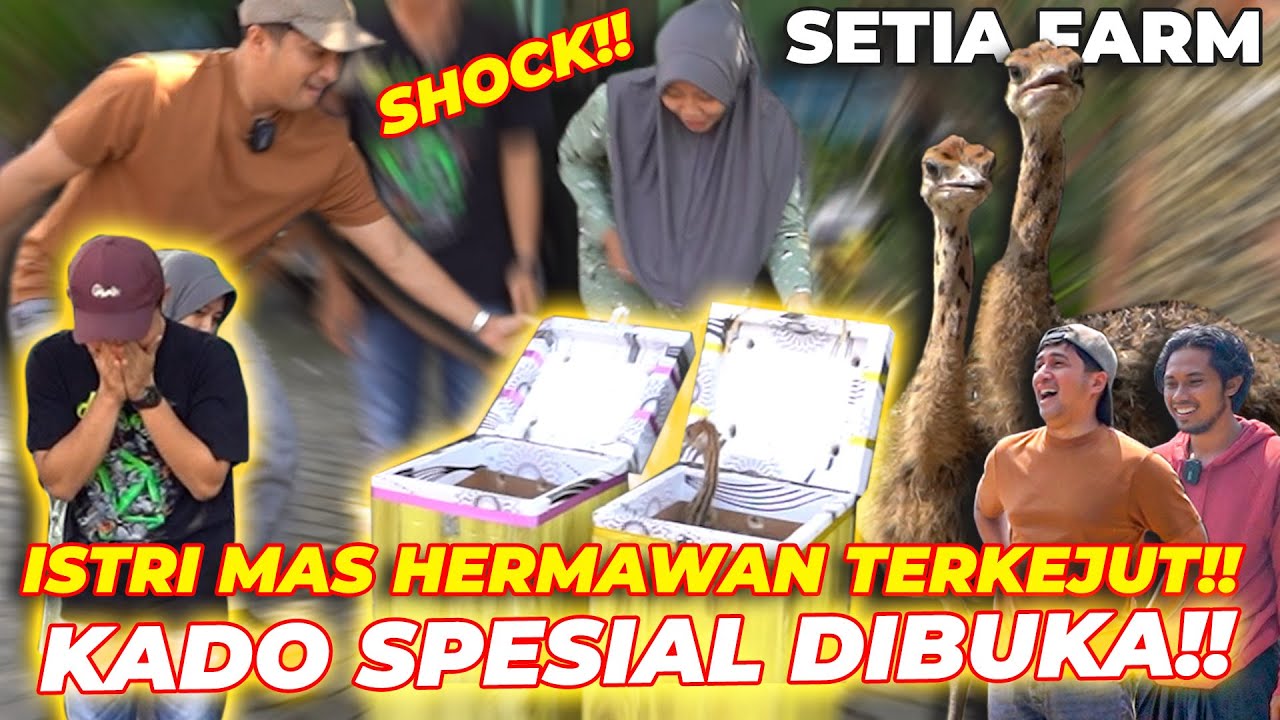 ADA BURUNG UNTA DI SETIA FARM🙀 | KADO NIKAH MAS HERMAWAN ❗