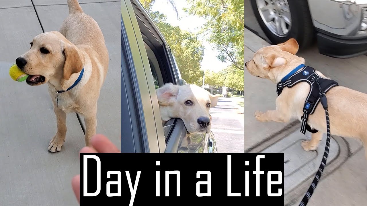 Day in the Life of our Labrador Puppy | Full Day of Activities | Cutest Labrador Puppy