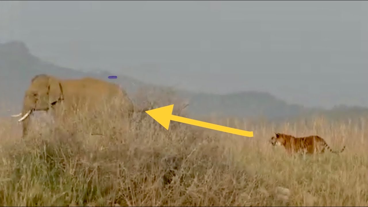 Tiger Vs Elephant | Dhikala | Corbett National Park