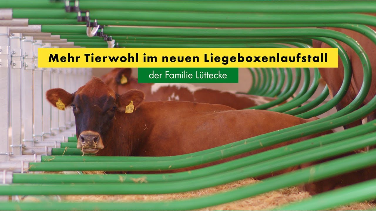 Mehr Tierwohl im neuen Liegeboxenlaufstall der Familie Lüttecke