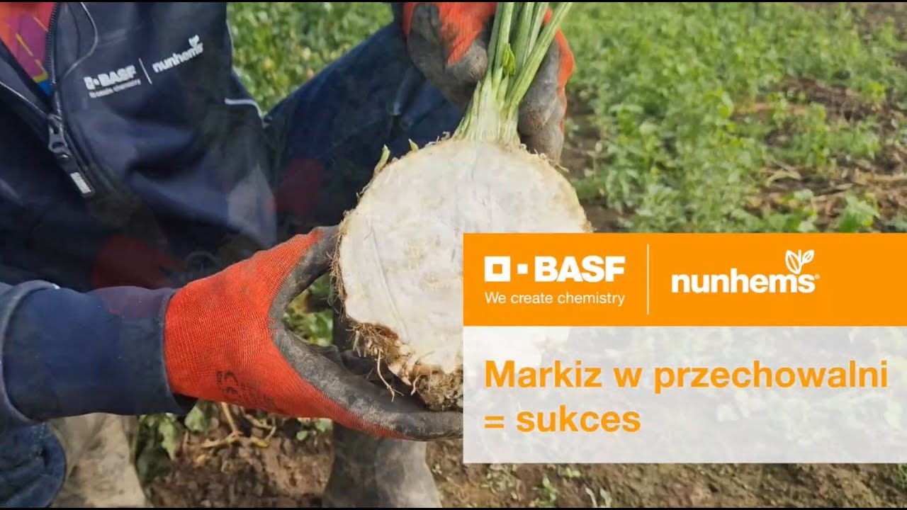 Sukces w przechowywaniu selera  Jak na niego zapracować