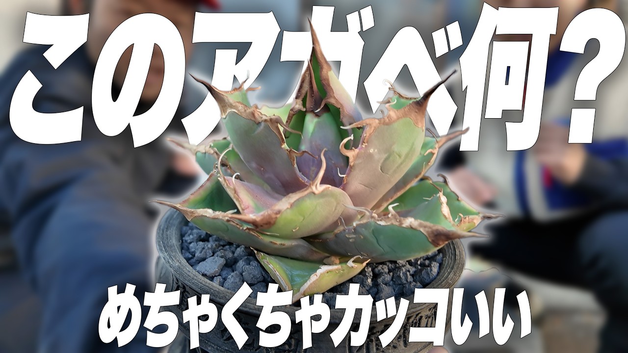 植物初心者のアガベを植え替えたらかっこいい株多くて感動[観葉植物][多肉植物]