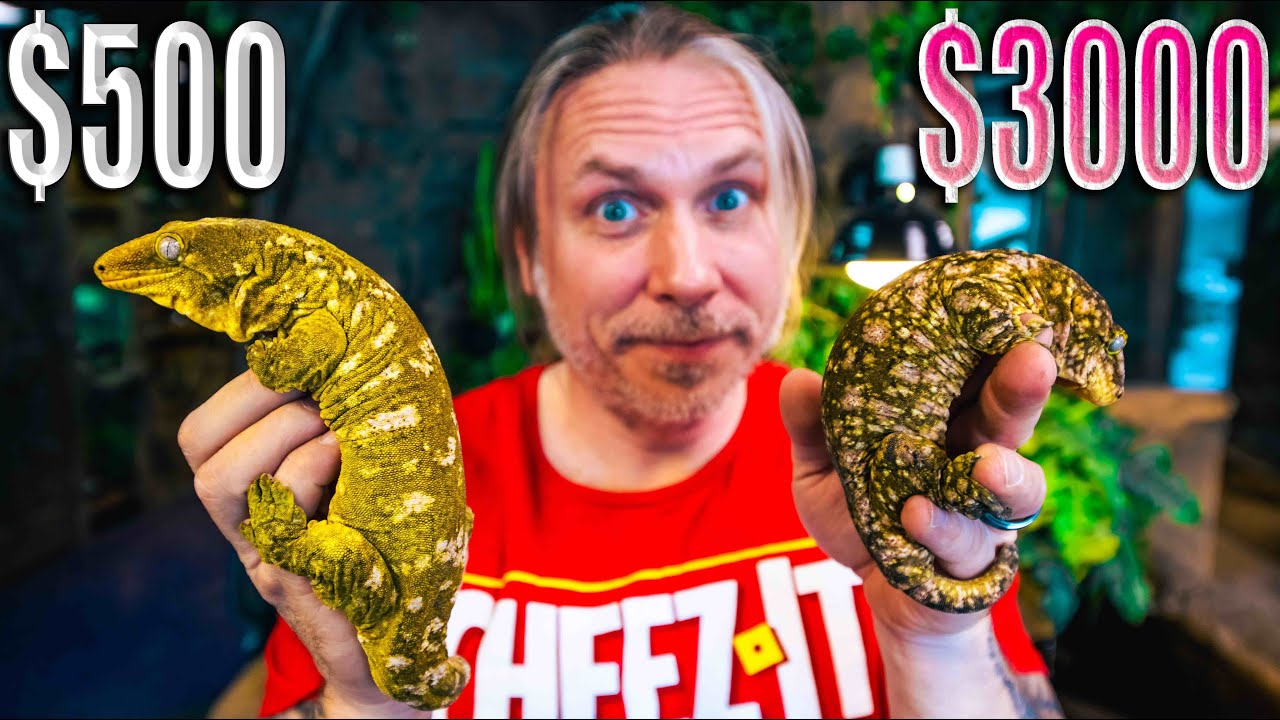 $3000 GECKO vs $500 GECKO... Whats the Difference???  BRIAN BARCZYK