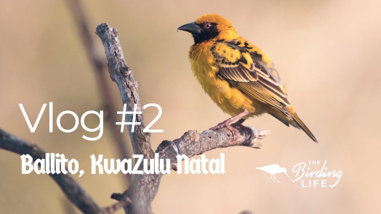 Birding Vlog #2 Ballito with Connor Munro | The Birding Life