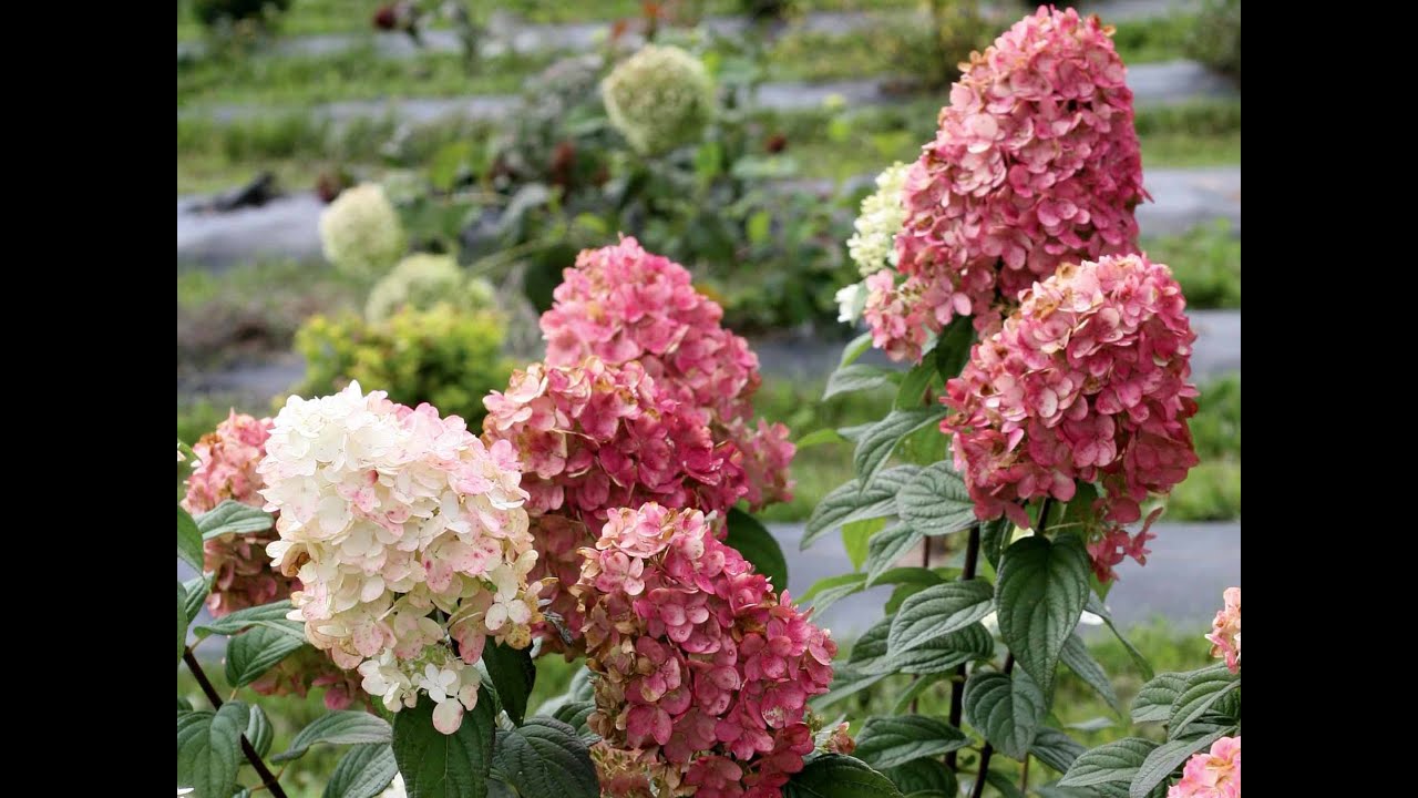 Pruning Panicle Hydrangeas