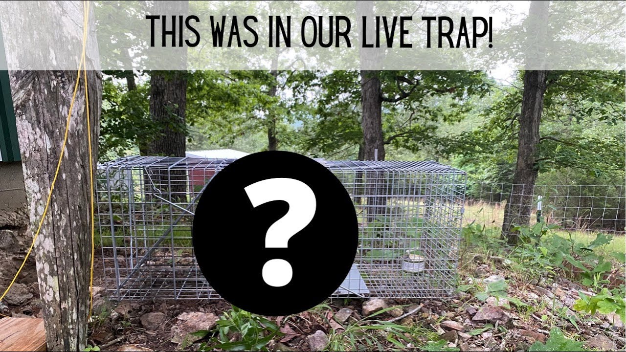 I Can't Believe This is What We Caught! | Three Little Goats Homestead