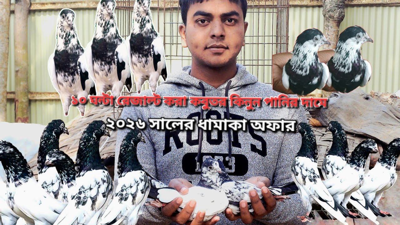 ২০২৬ সালের ধামাকা অফার পাকিস্তানি টেডি কবুতর কিনুন পানির দামে। #সেল পোস্ট #pigeonsell#pigeonlaver