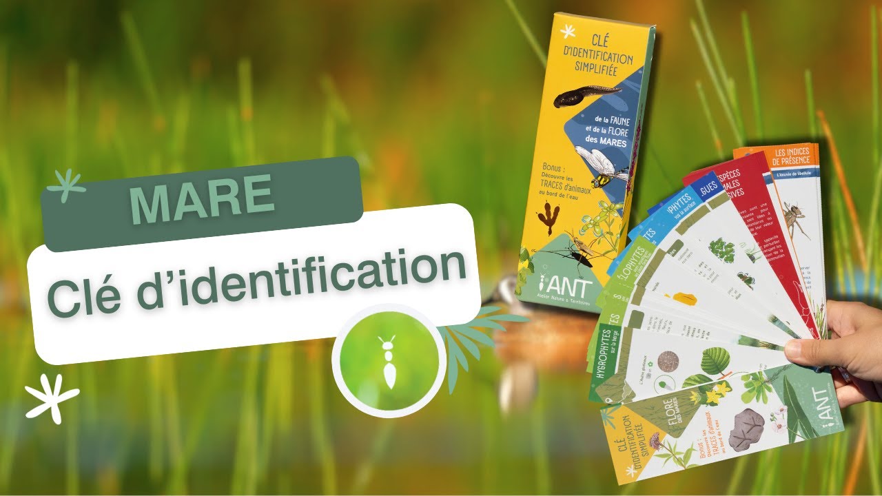 Cl&eacute; d'identification simplifi&eacute;e | Faune et flore de la mare  🐸🌿