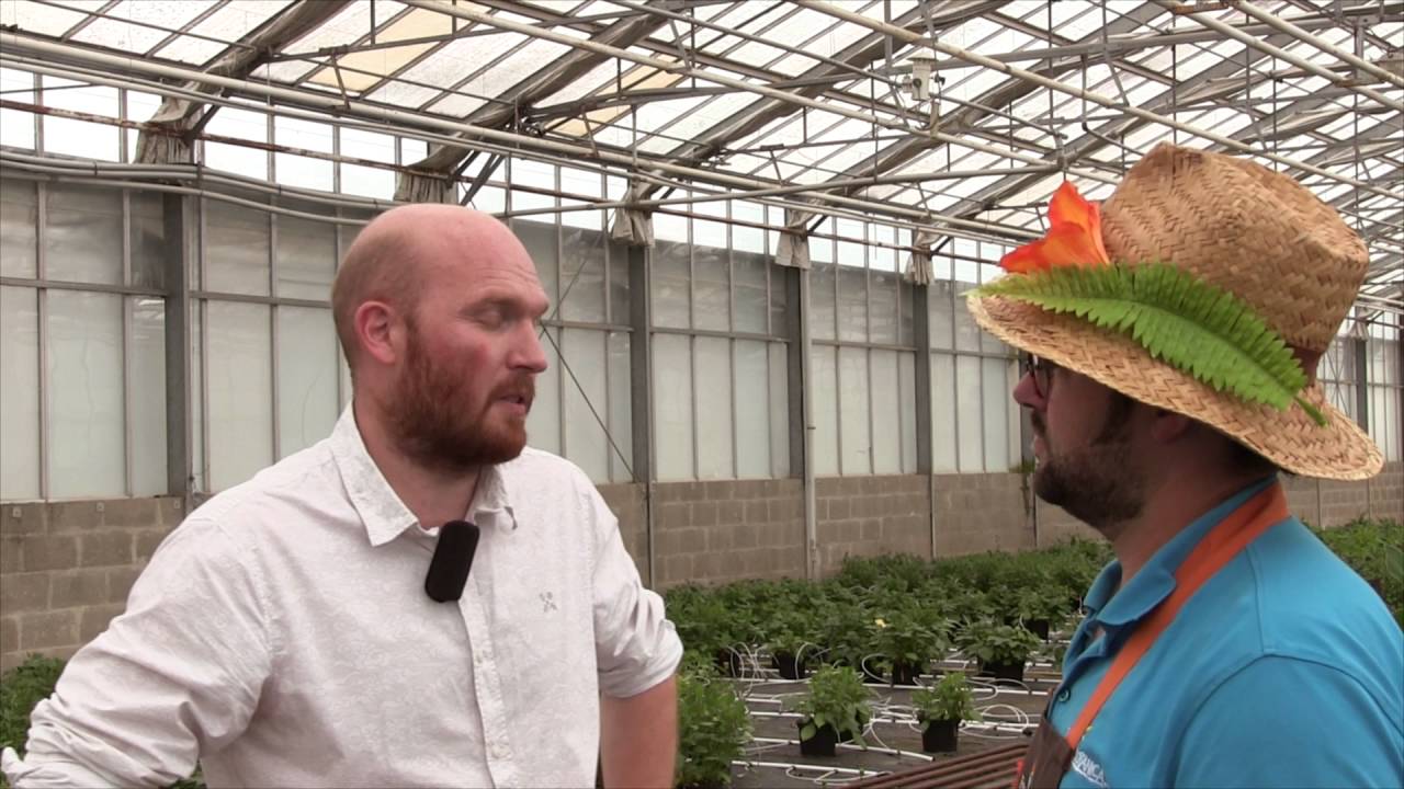 Terra Botanica : La Féerie des Dahlias