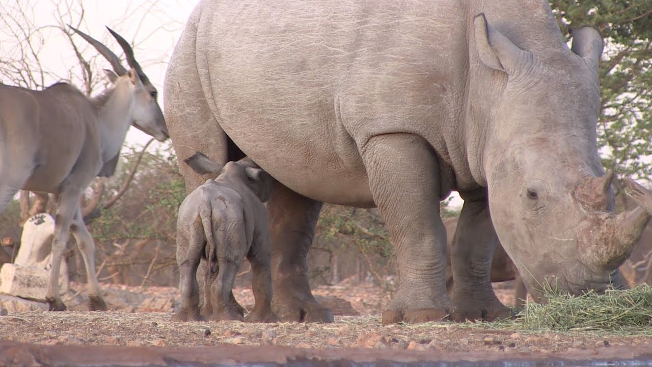 Okutala Rhino Series - Episode 2 - 1st Offspring