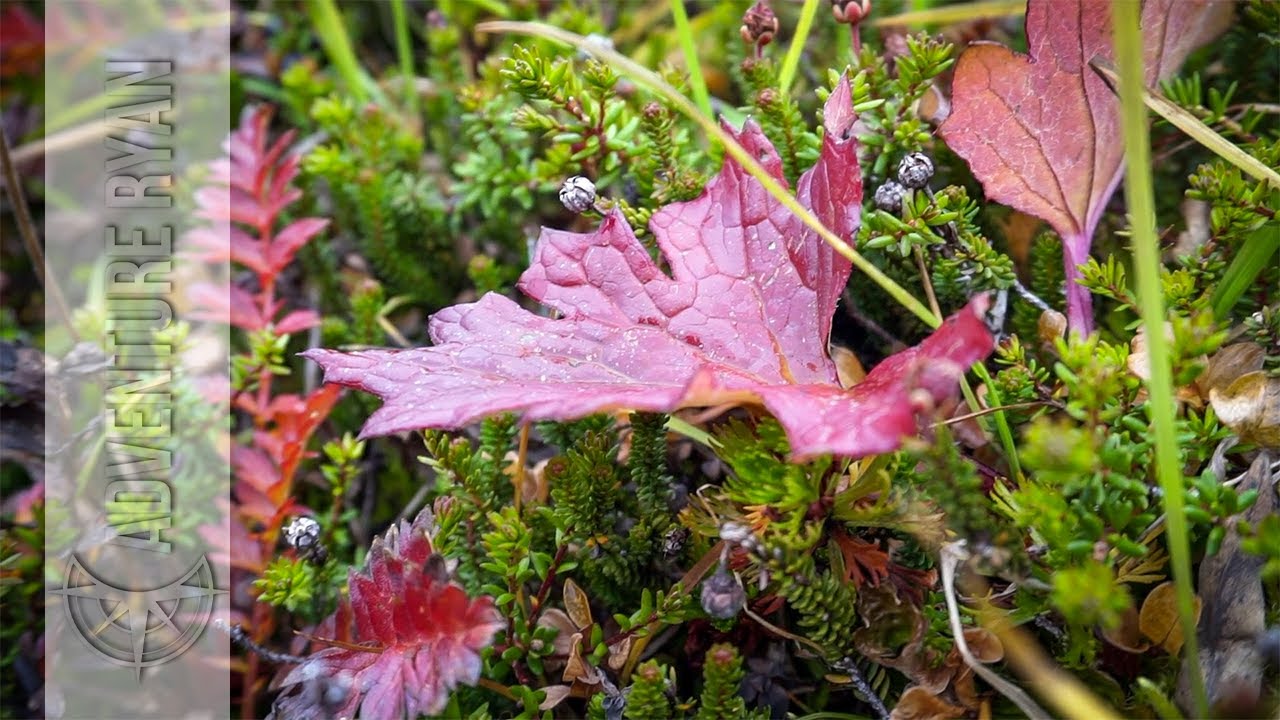 Connecting With Nature: Looking Closer at Alaska's Alpine Tundra