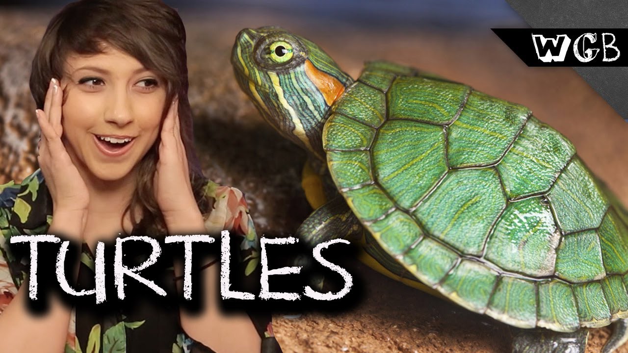 Turtles Are Weird, Gross & Beautiful
