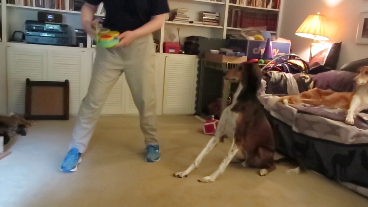 Hickory the saluki: Trick Dog Performer video