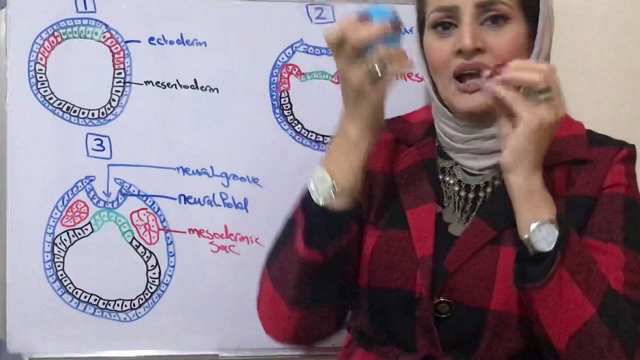 مختبر التكوين الثالث/ التكوين الجنيني للرميح ج١