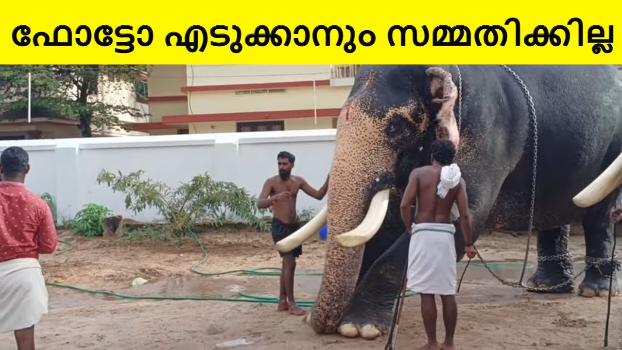 ഒരു ഫോട്ടോ എടുക്കാനും സമ്മതിക്കില്ലേ 🤭 | thuravoor | elephant | arjunbabu0007