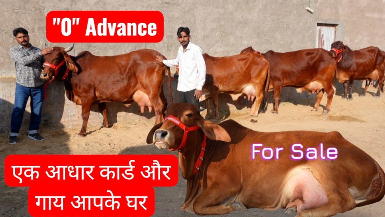 सिर्फ आधार कार्ड और गाय आपके घर 😀26 लीटर तक दूध की गाय Pure Sahiwal Rathi Gir Cow ✨ Cash on Delivery