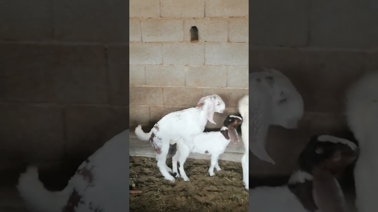 لقاء مع المربى القدير احمدالغامدي في تهجين البورقت مع الماعز البيشي