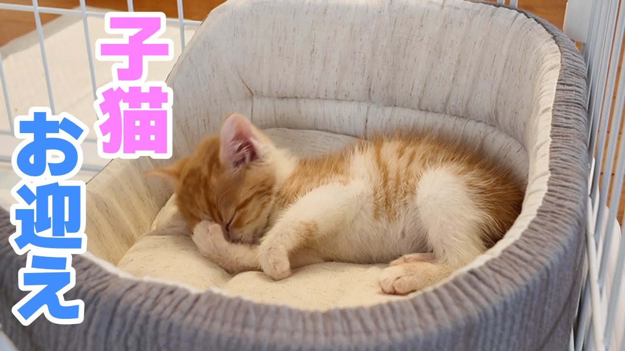 ペットロスを乗り越え 初老夫婦が保護猫 子猫をお迎え初日 成長記録