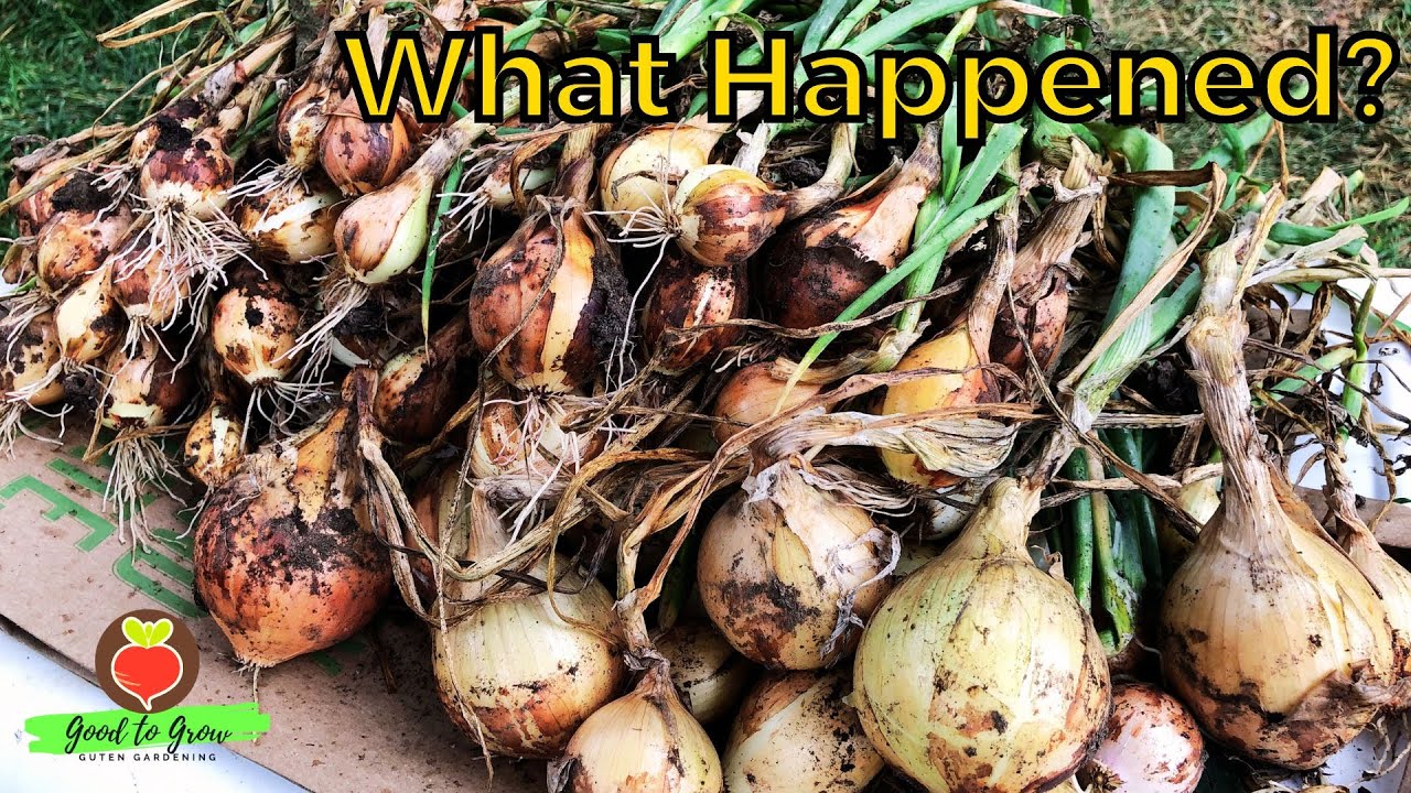 These Are NOT Last Year's Onions | Zone 5 Onion Harvest