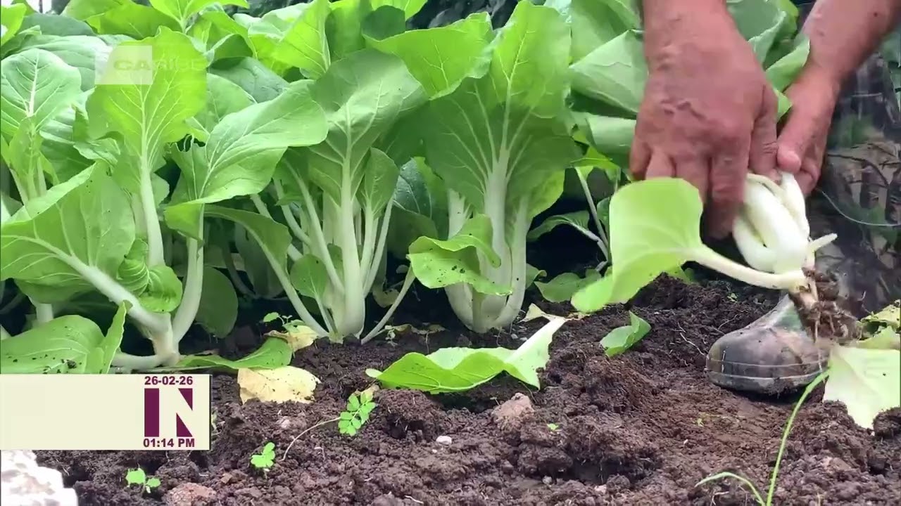 Etecsa en Las Tunas apuesta por sostenibilidad agroalimentaria