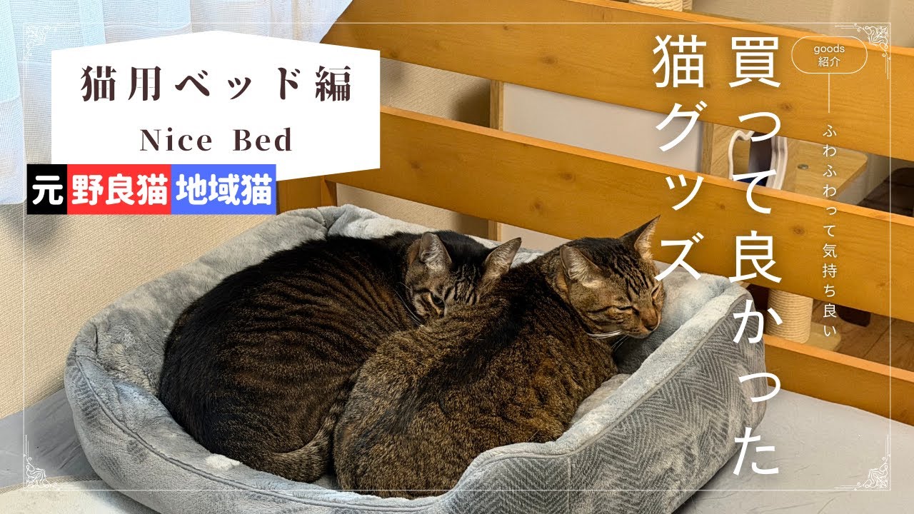 買って良かった猫goods（猫用ベッド編）：元野良猫／地域猫