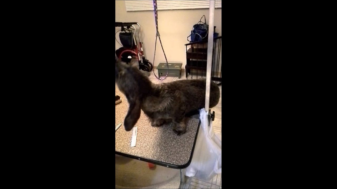 Grooming Wirehair Dachshund Neck Face and Ears