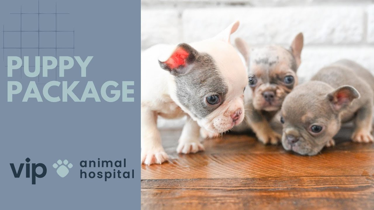 VIP Animal Hospital | Puppy Package