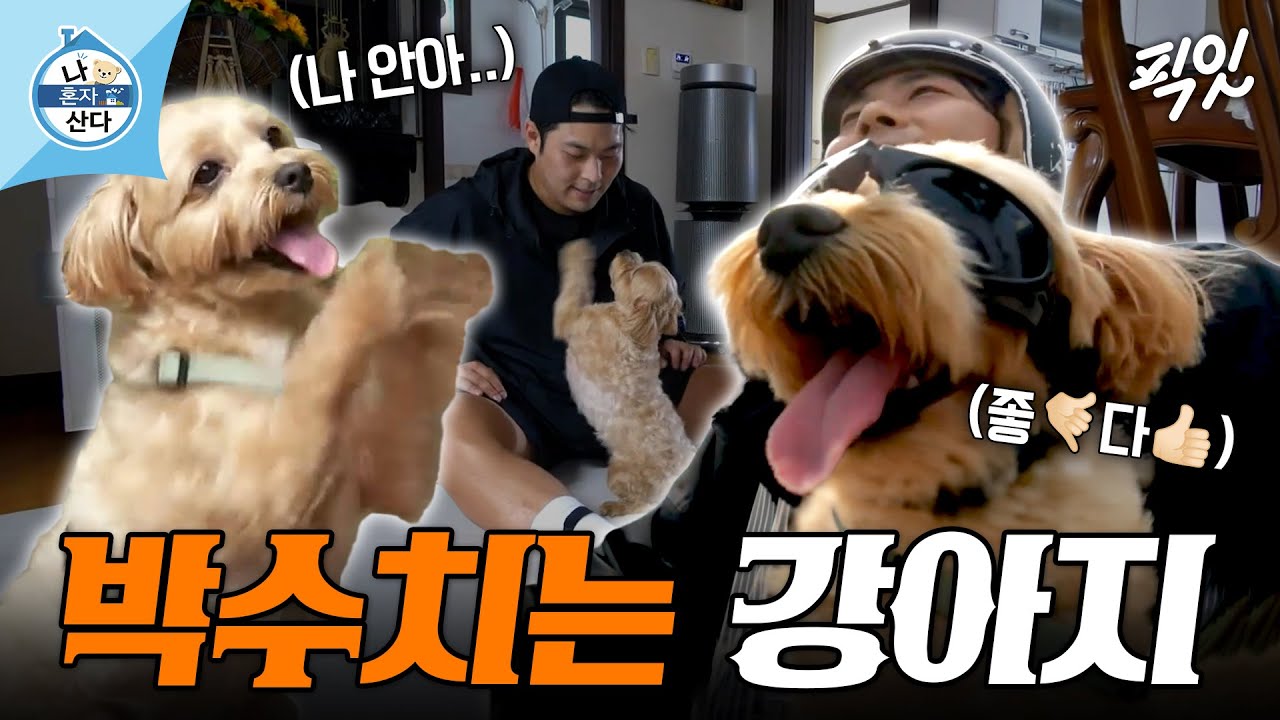 [나혼자산다] 박수치는 강아지 실존ㅋㅋㅋ 보리 산책시키는 낭만부부 김해준 MBC220701방송 #나혼산 #김해준