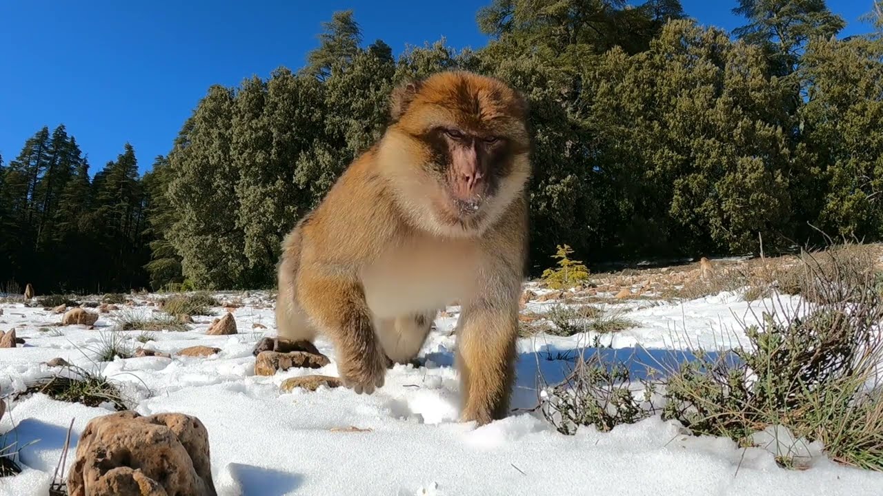 الرحلة إلى مدينة إفران🥶😬 ثلج بزاف تبارك الله 