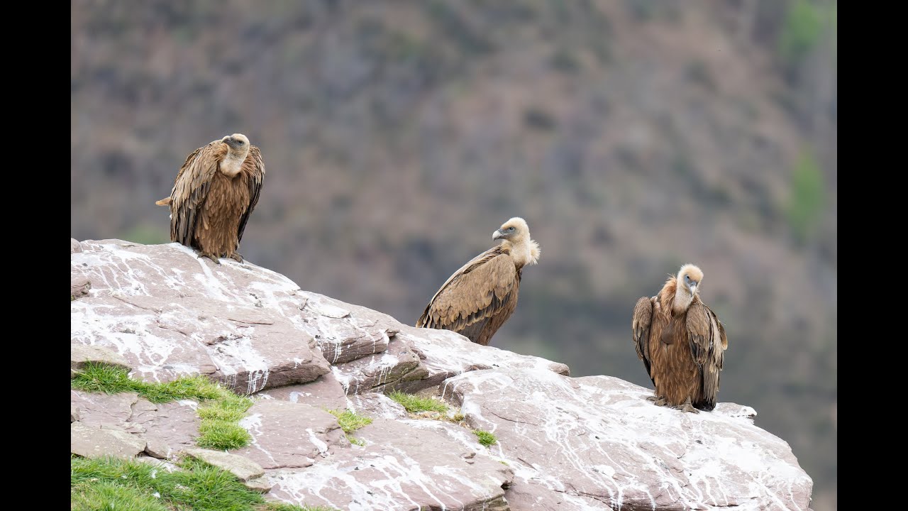 observation des vautours Pays Basque