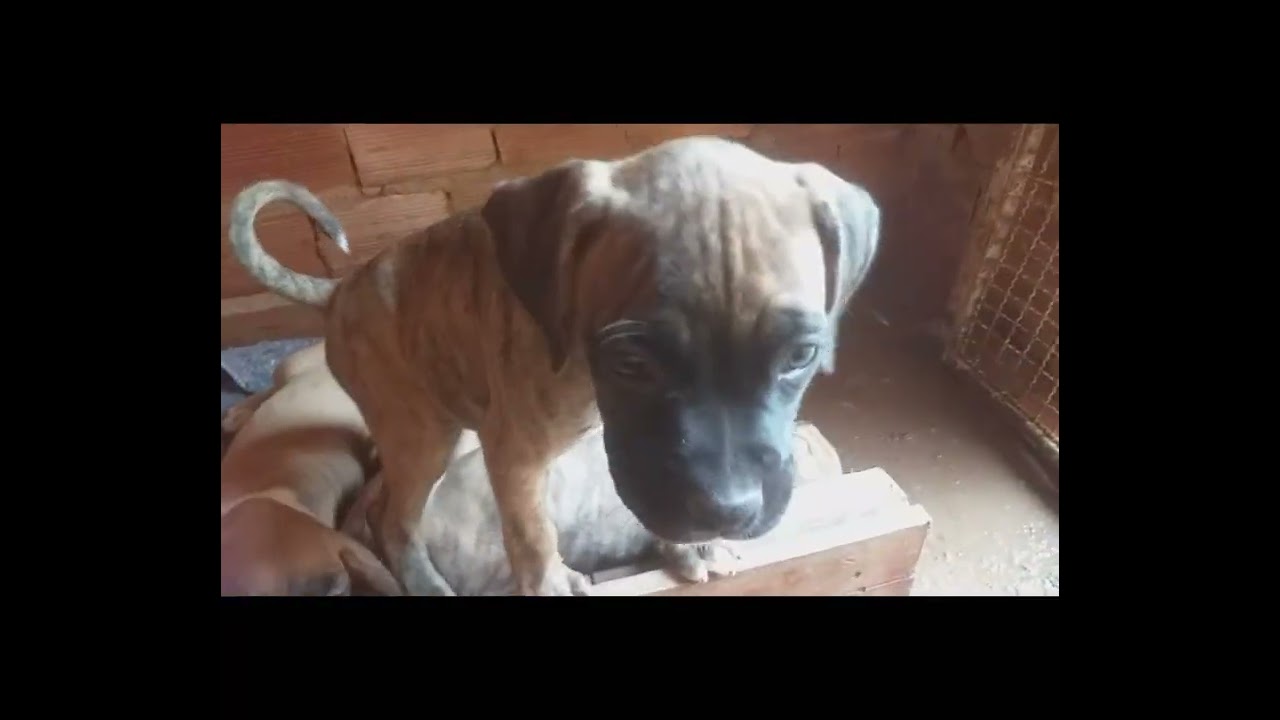 WMPCDOGBOXER 💪🐶Temperamento dos filhotes e mudanças 