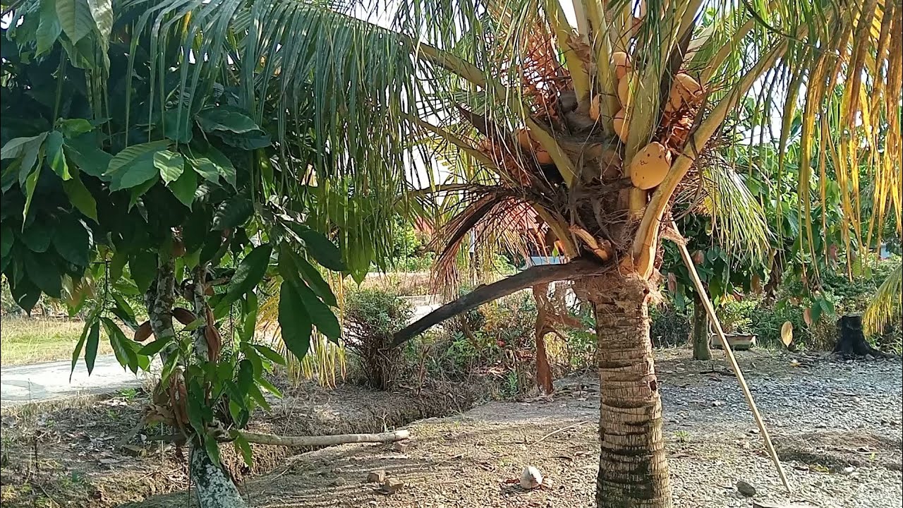 Edisi bikin es kelapa muda untuk berbuka puasa #vlog #ramadhan #ngabuburit #eskelapamuda #esdegan 
