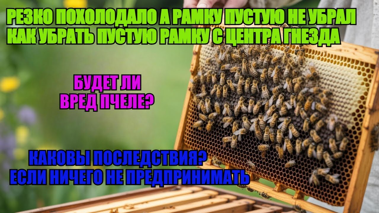 Как ЗАБРАТЬ ПУСТУЮ РАМКУ С ЦЕНТРА ПЧЕЛИНОГО КЛУБА КОГДА ПОХОЛОДАЛО не НАВРЕДИВ ЛУЧШИЕ МЕТОДЫ ✅☝️🐝