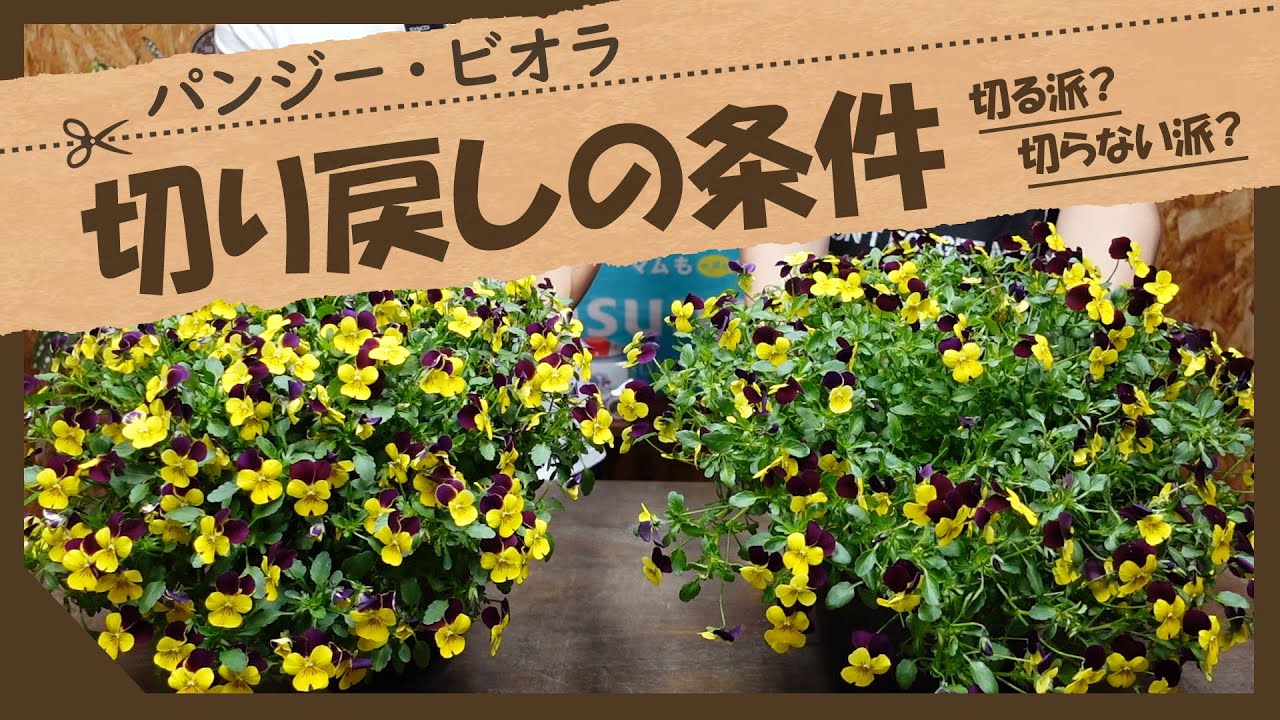 【知らないと後悔する！？】春のパンジー・ビオラ、切り戻しは『した方がいいの？』それとも『しない方がいいの？』様々な条件を詳しくお話します！実際に切り戻ししながら解説します♪
