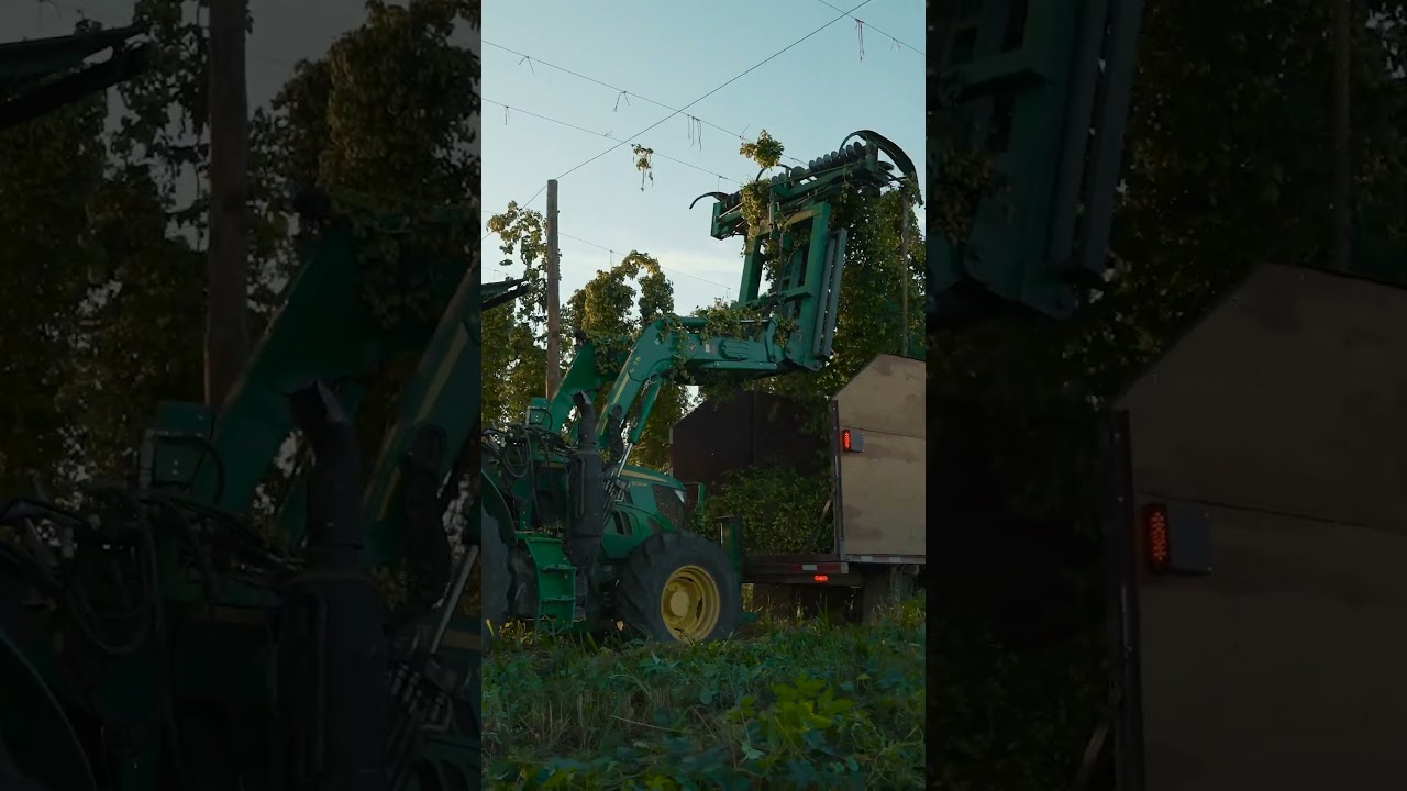 Hop Harvest: Bale Breaker + Loftus Farms