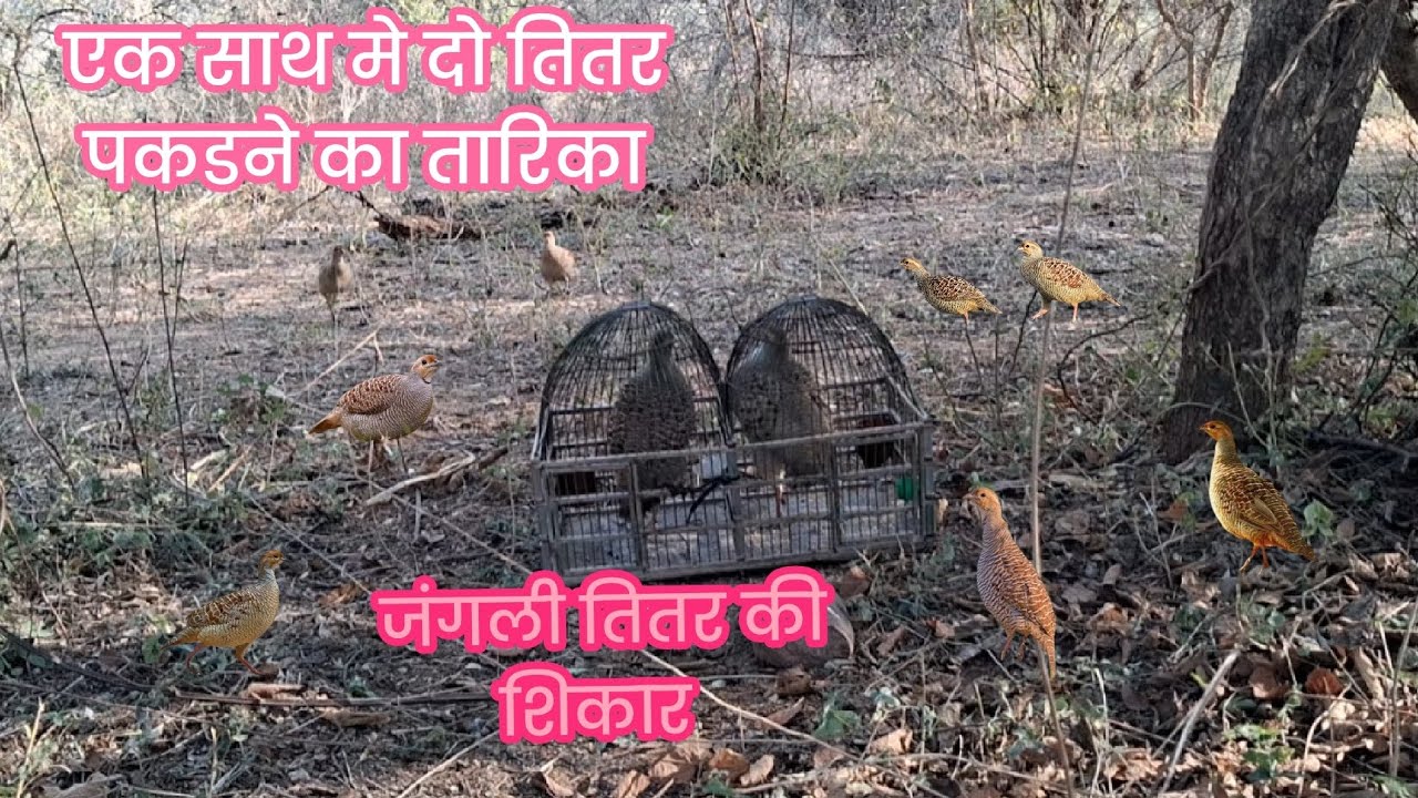 एक साथ में दो तितर पकडने का तरीका Jangali Titar pakdne ka tareeka Live 