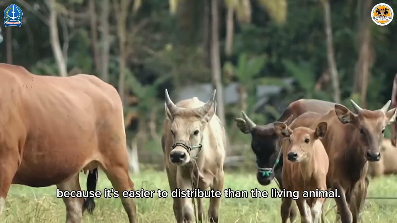 Budidaya Ternak Sapi Pedaging - Investment Project Ready to Offer (IPRO) Kabupaten Bone