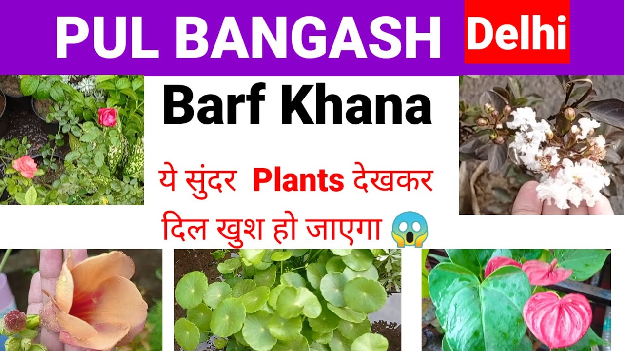 Plants Collection in Pul Bangash||Barf Khana, Delhi||#youtube #plantnurseryvisit 