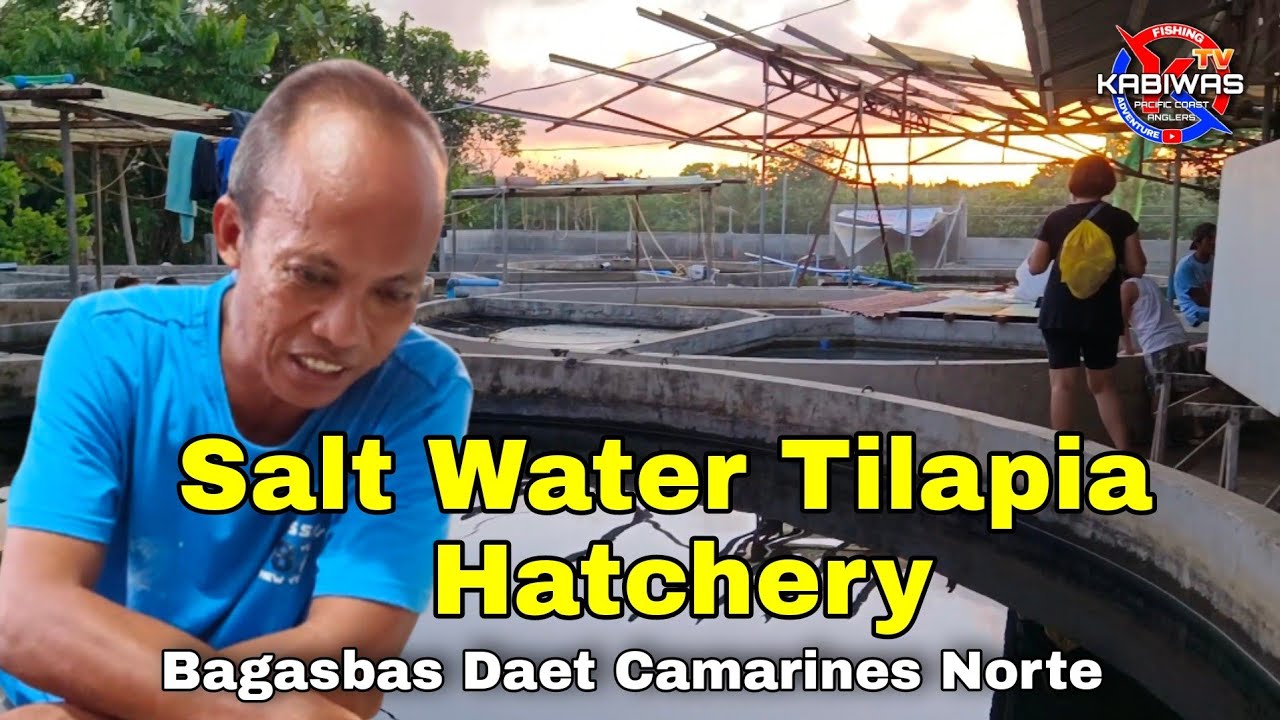 Salt Water Tilapia Hatchery