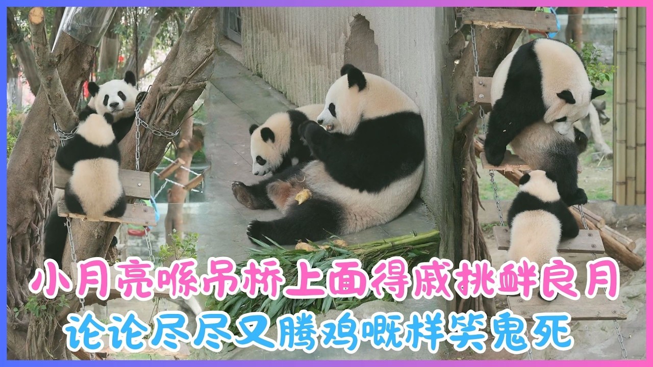 26.02.25💖七个月大小月亮喺吊桥上面得戚挑衅良月～论论尽尽又腾鸡嘅样笑鬼死💖